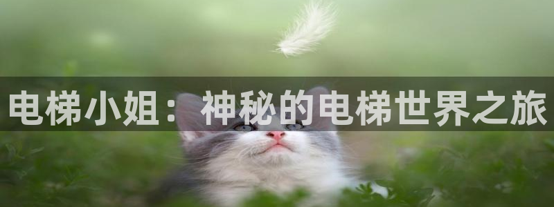 动漫天堂日本动漫大全：电梯小姐：神秘的电梯世界之旅配图